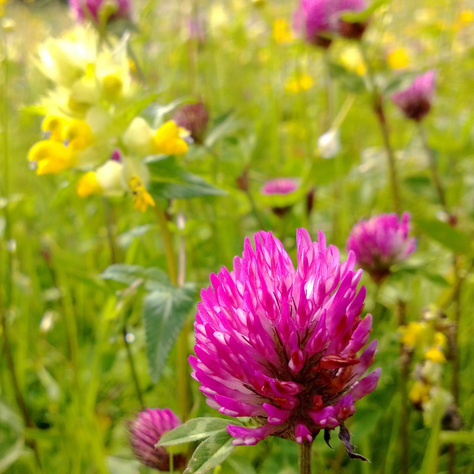 Clover Seed Collection – White Micro Clover, Crimson Clover, Red Clover, Organic