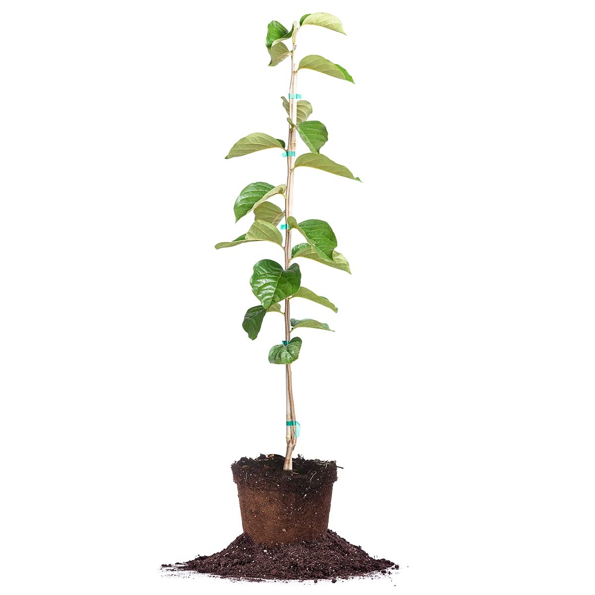 Perfect Plants Hana Fuyu Persimmon Tree 4-5 Feet Diospyros Kaki Live Fruit