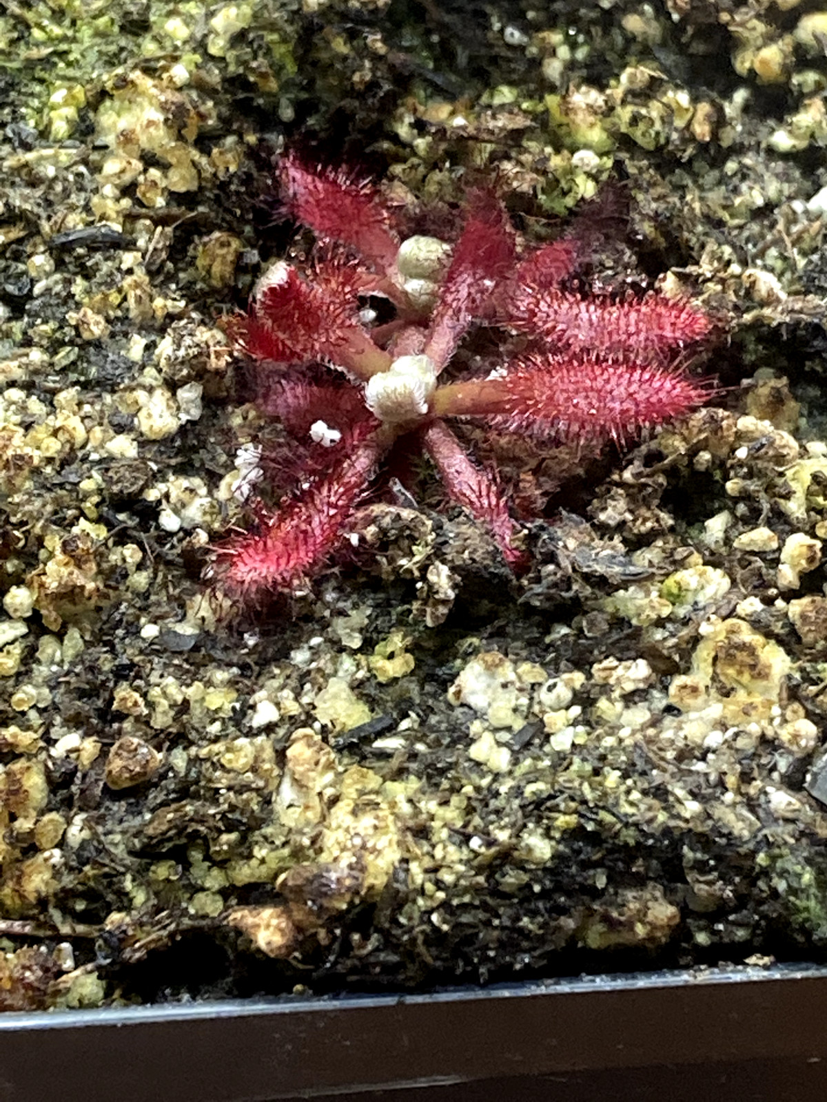 Drosera Ascendens {Sempre Vivas} – LIVE Carnivorous Plant, Sundew