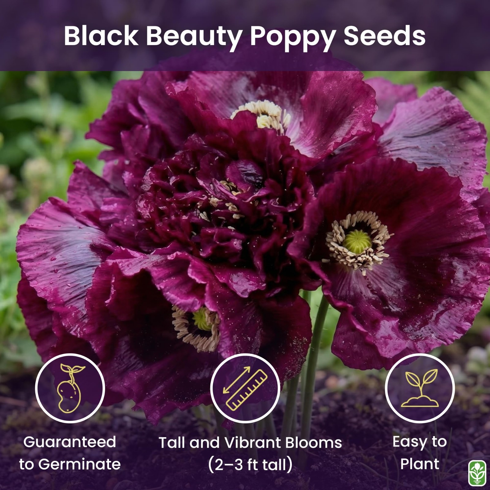 Tall Dark Purple Black Beauty Poppy Seeds – 300 Fresh Flower Seeds for Planting