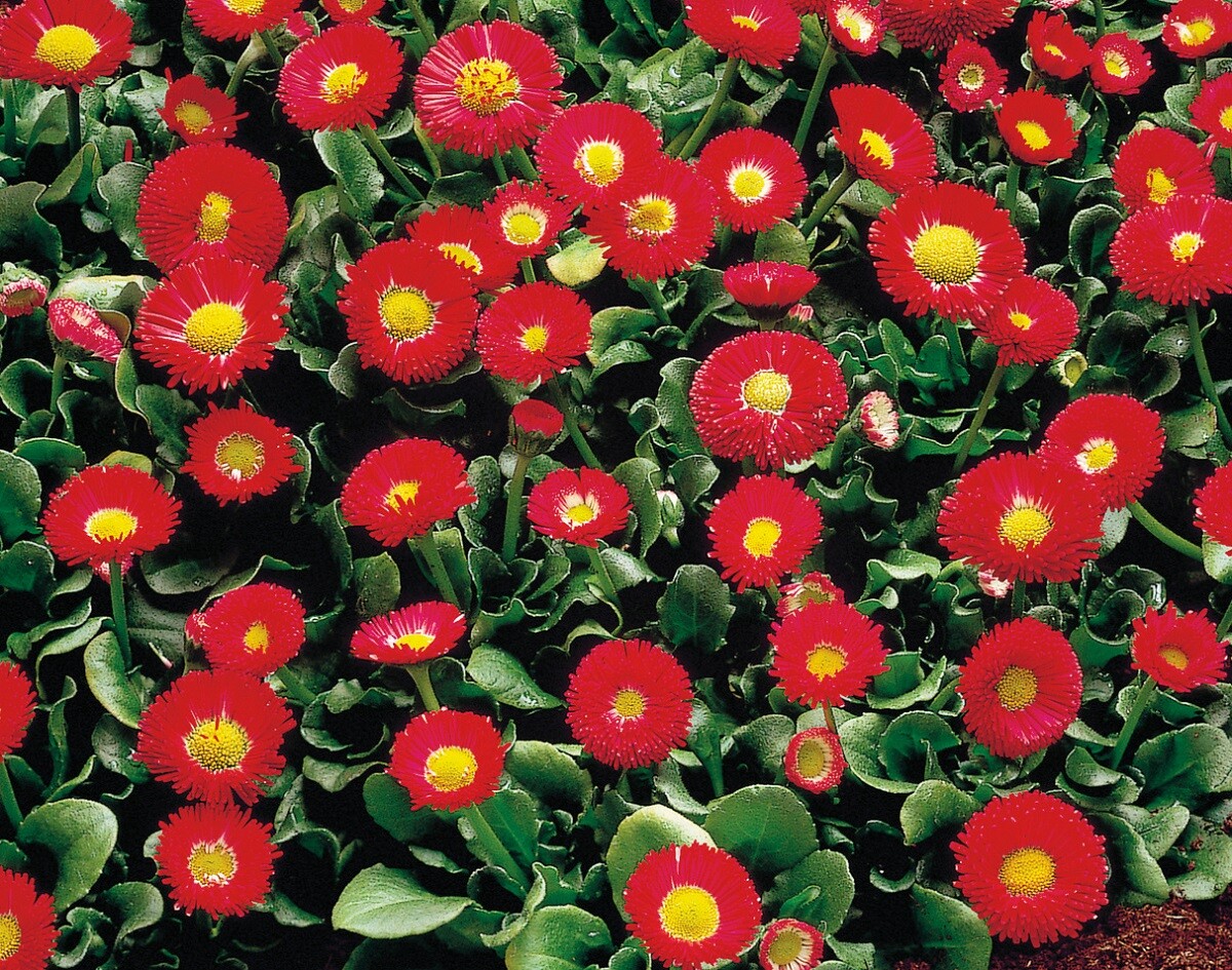 Bellis Seeds Bellis Galaxy Red 50 Pelleted Seeds Perennial Seeds
