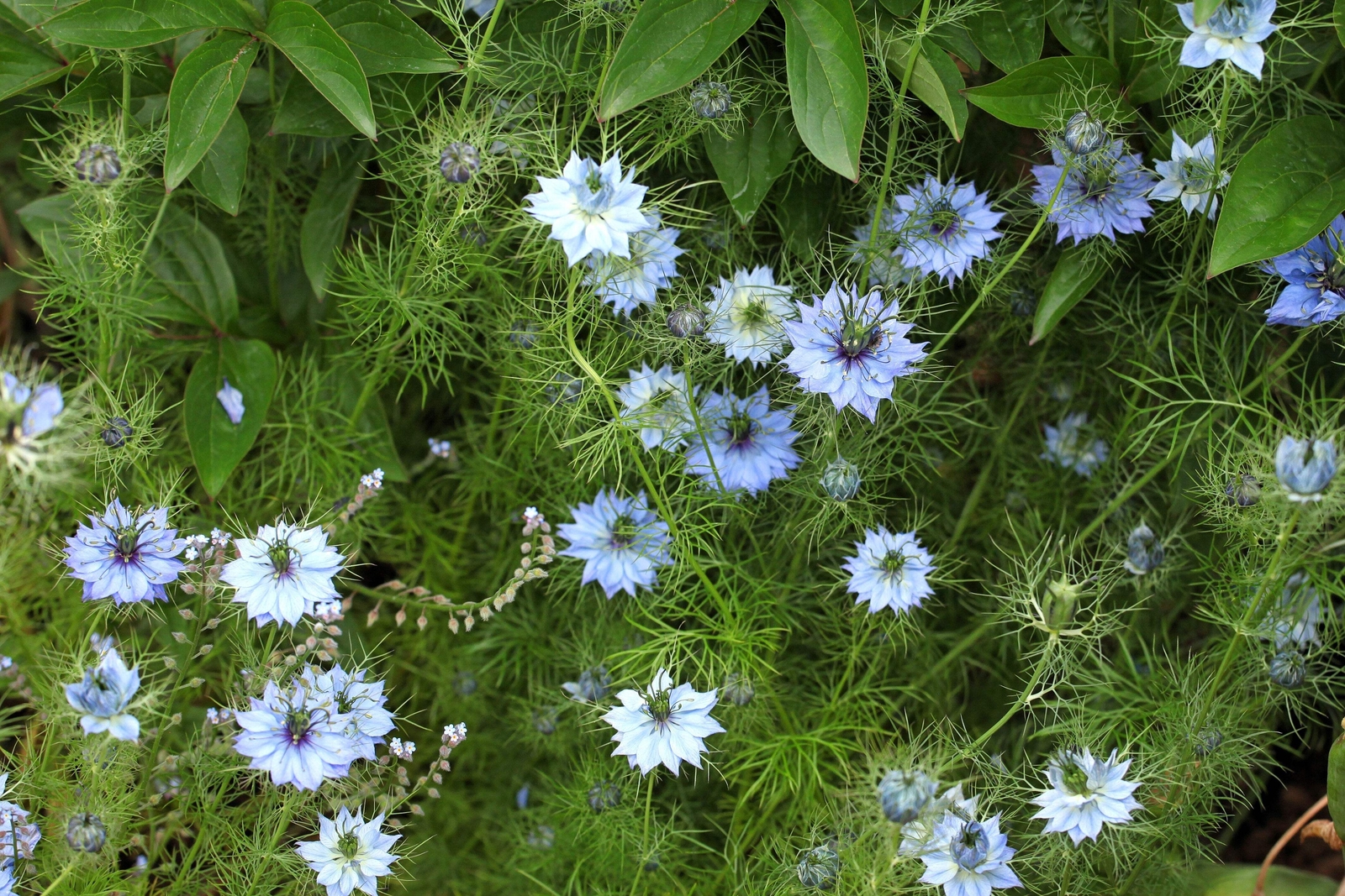 400 Blue & White LOVE IN A MIST Nigella Damascena Fennel Flower Seeds