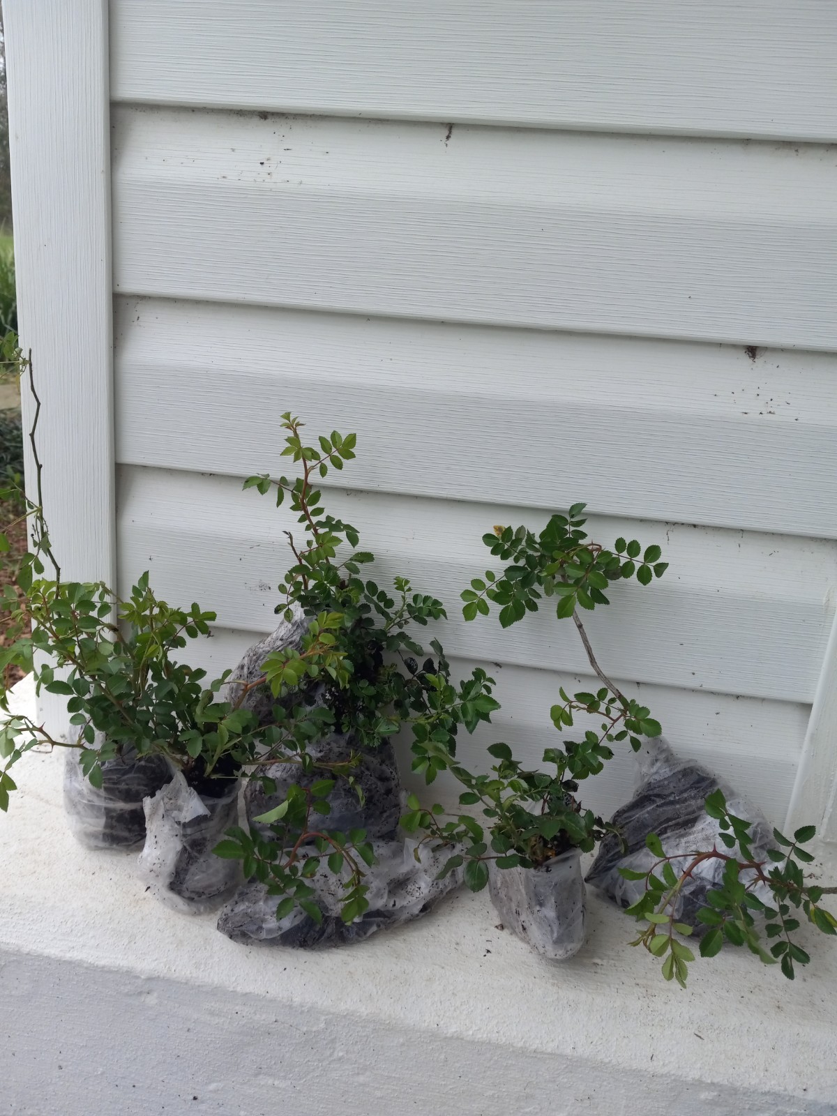 White Climbing Rose – Live Plant