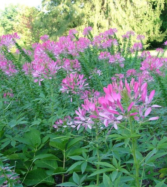 Spider Flower Seeds 300+ Cleome Spinosa Annual pink white Blooms Ships From NY