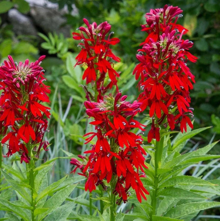 Red Cardinal Flower – 5 Roots Fresh – No Shipping to AK, HI, or PR