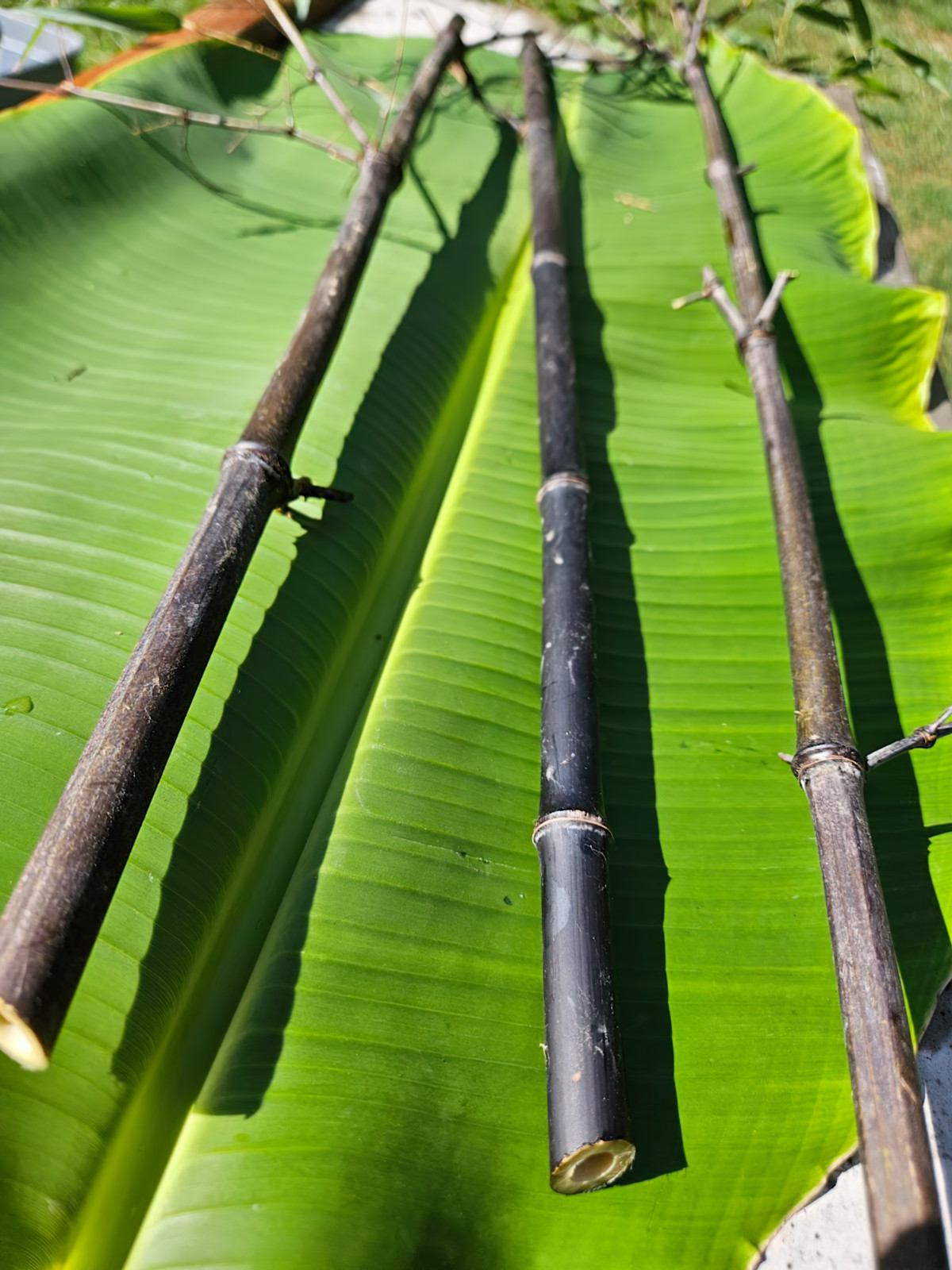 Black Bamboo Phyllostachys Nigra Live Bare Root Plant (3) Fresh Rhizomes