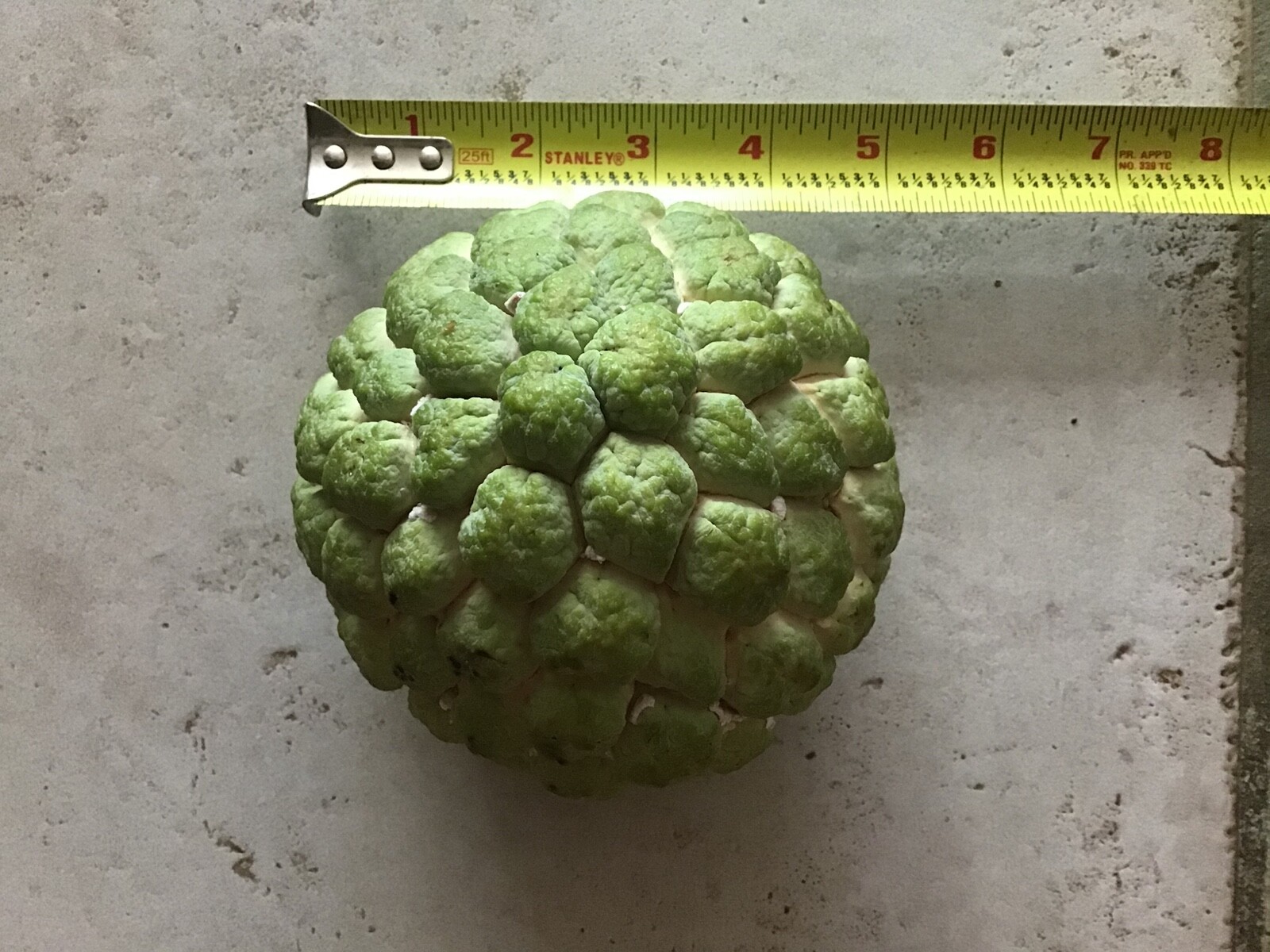 12 Seeds Organic Extra Large Sugar-Apple Custard-Apple Sweetsop Annona squamosa