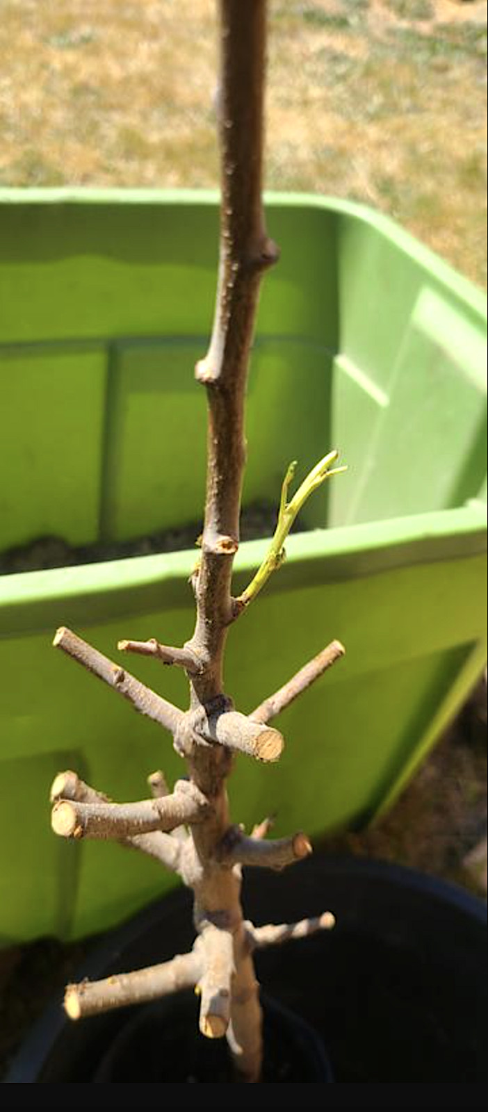 Dwarf Beauty Plum Tree, Self-fruitful, 36″ Tall