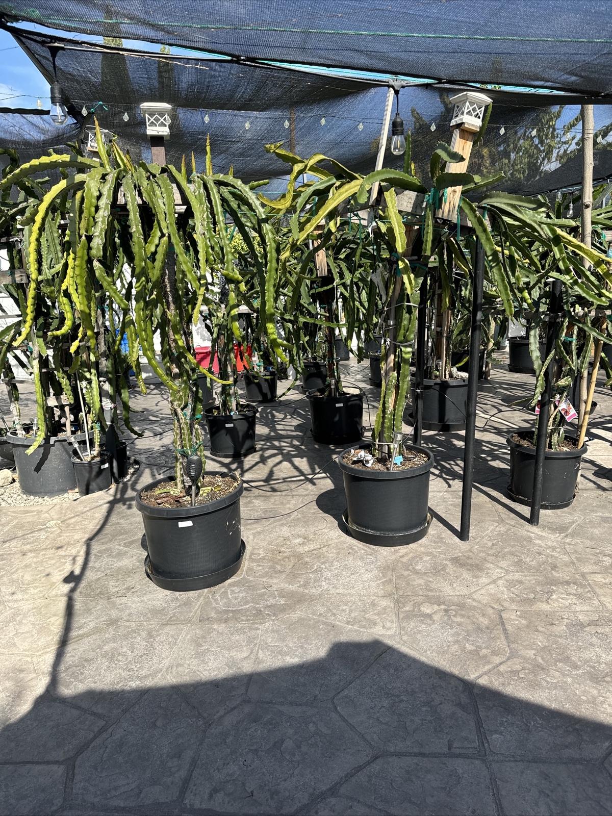 3 Self Pollination Live Dragon Fruit Tree Cuttings 8-12 Inches