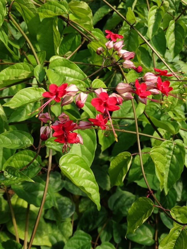 Red Bleeding Heart Live Plant in Pot
