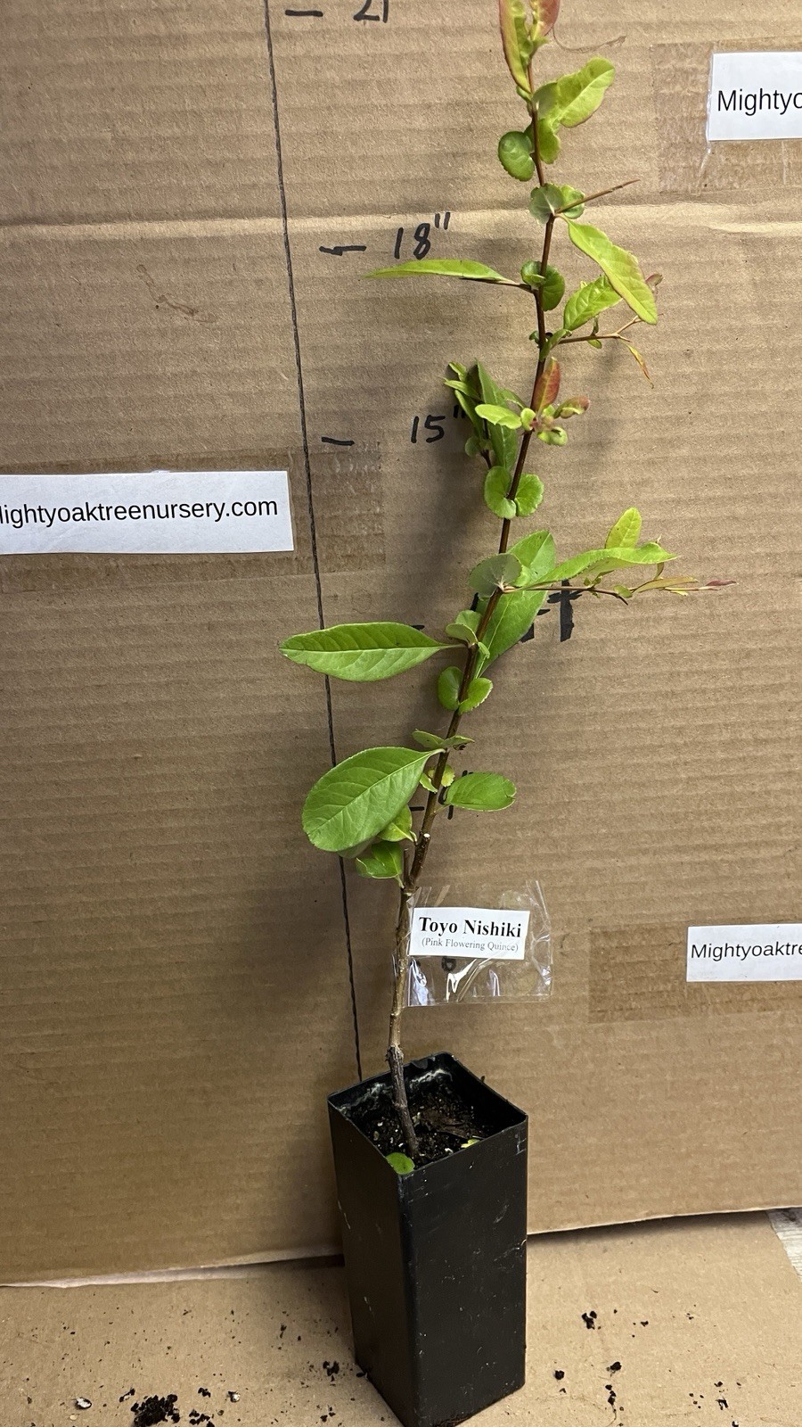 Chaenomeles Speciosa “T o y o Nishiki” (Pink Flowering Quince) Plant