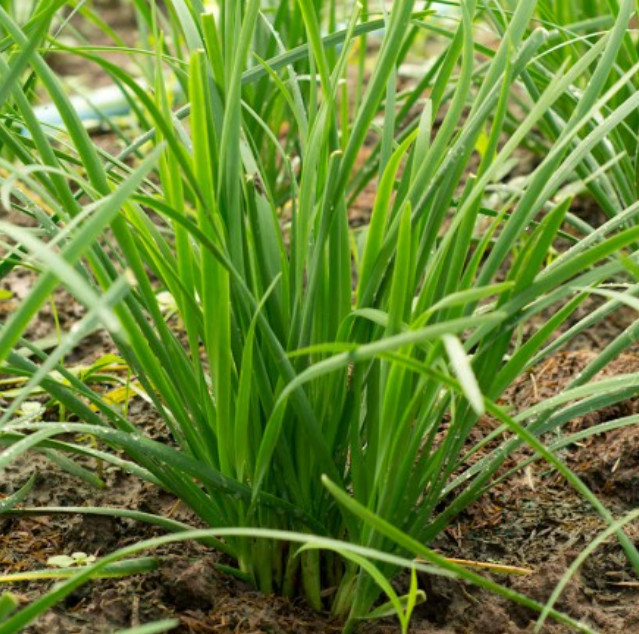 CHIVES GARLIC Herb Garden Culinary Perennial Sauces & Dips Non-GMO 200 Seeds