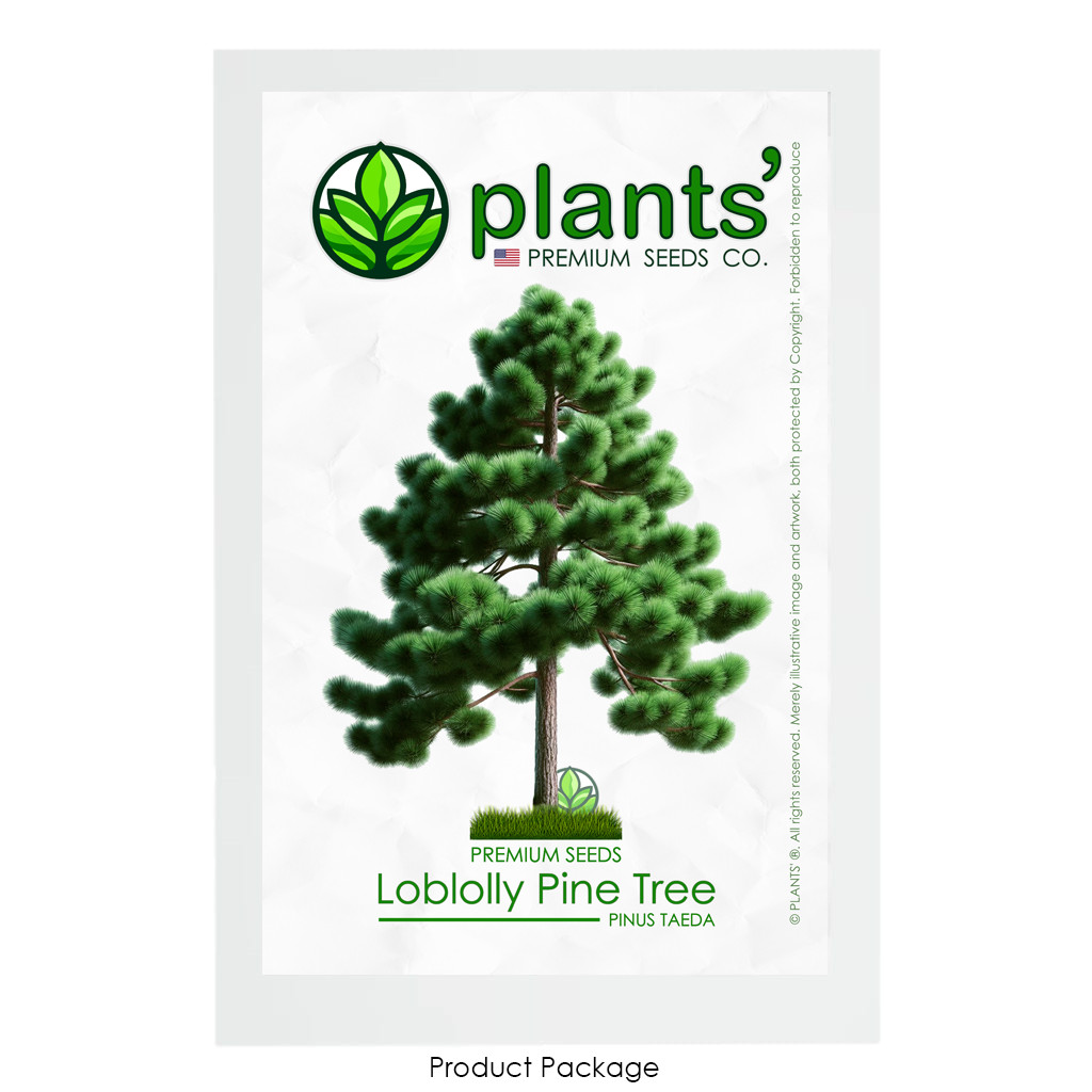 Loblolly Pine Tree | Premium Seeds | Pinus taeda | Plants’®