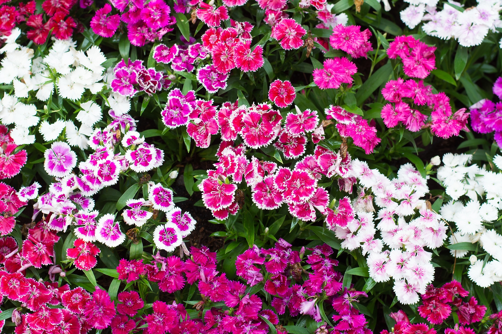 500 MIXED CHINESE PINKS China Rainbow Pink Dianthus Chinensis Bicolor Flower See