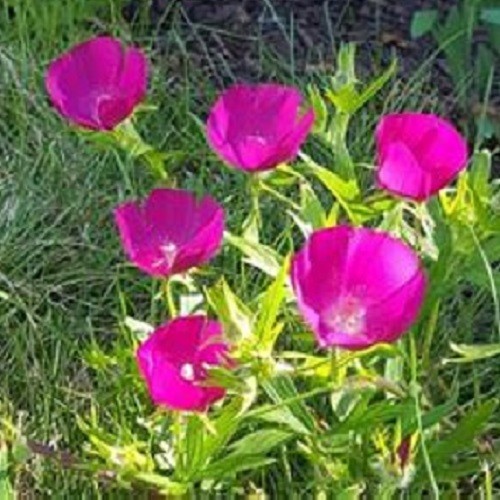 Winecup (Callirhoe involucrata) Purple Poppy Mallow, Buffalo Rose Perennial