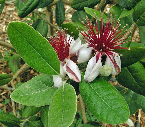 Feijoa sellowiana | Feijoa | Pineapple Guava | Guavasteen | 10 Seeds