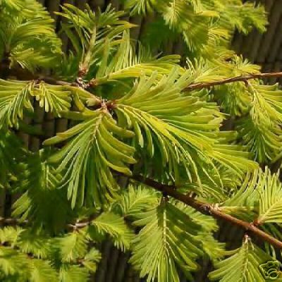 Metasequoia Gold Rush GOLDEN DAWN REDWOOD Seeds!