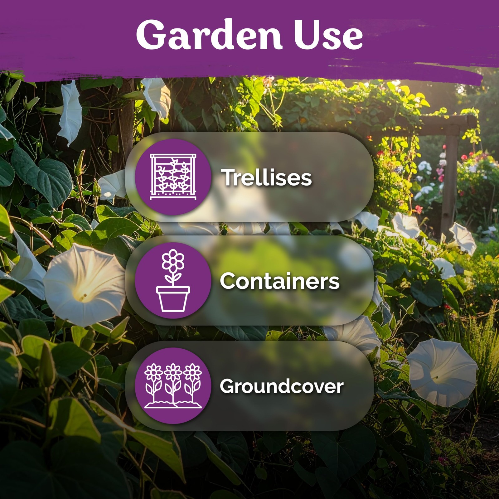 KVITER 50 Moonflower Seeds For Planting (Ipomoea alba)
