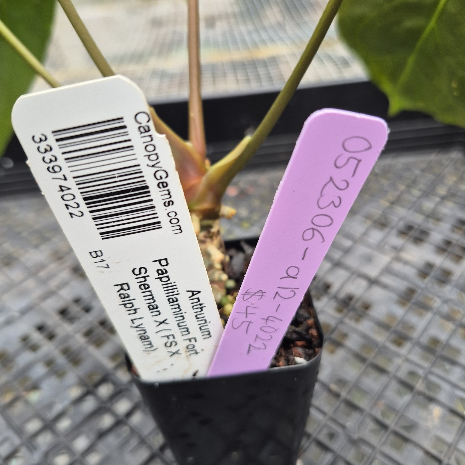 Anthurium Papillilaminum Fort Sherman X ( FS X Ralph Lynam), Exact Plant