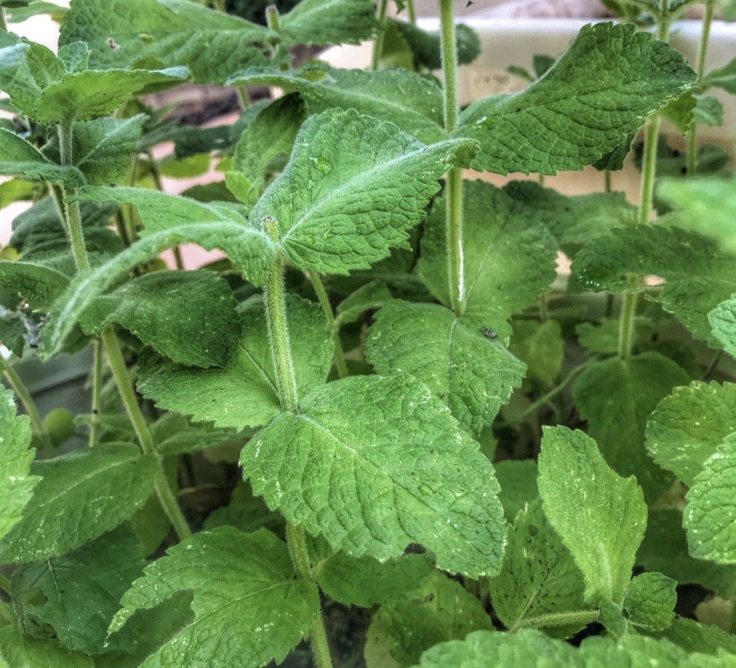 Spearmint SEEDS (Mentha spicata)