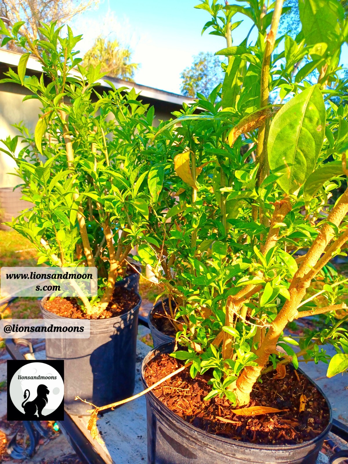Night Blooming Jasmine Live Plant 1 Gallon ! Small Tree 3-4ft Bonsai Style Bush