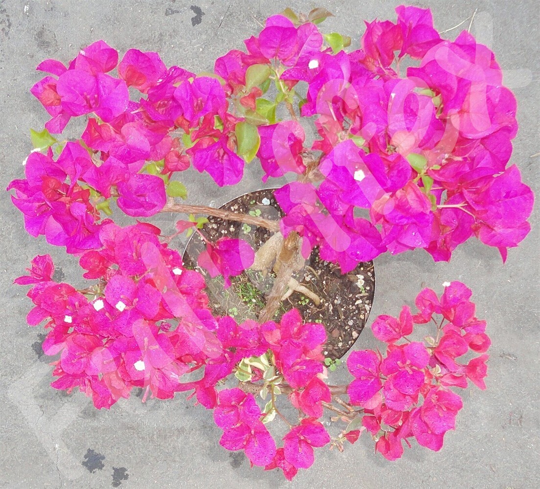 Variegated Bougainvillea Raspberry Ice Pre Bonsai Dwarf Kifu Nice Trunk Flowers