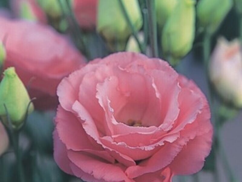 Lisianthus Live Plant, Healthy Starter, Mother’s Day Edition