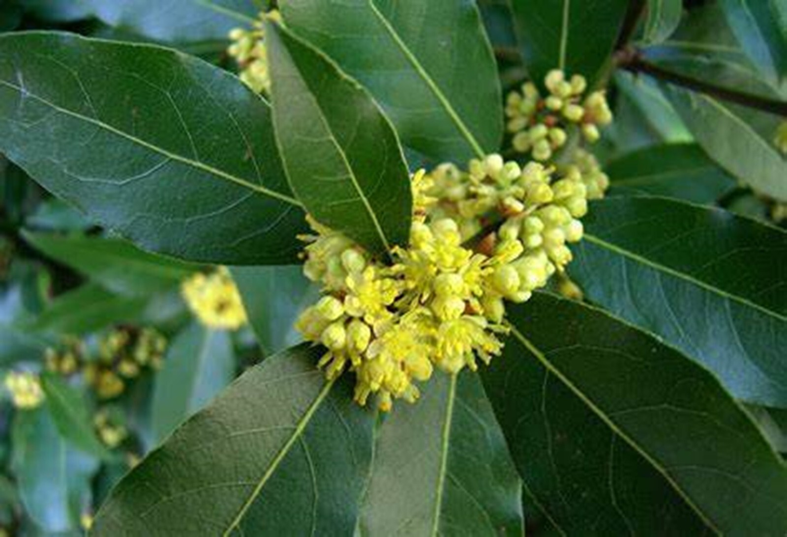 Sweet Bay laurel Tree {Laurus nobilis} 2024 Harvest Pre-Stratified 7 seeds
