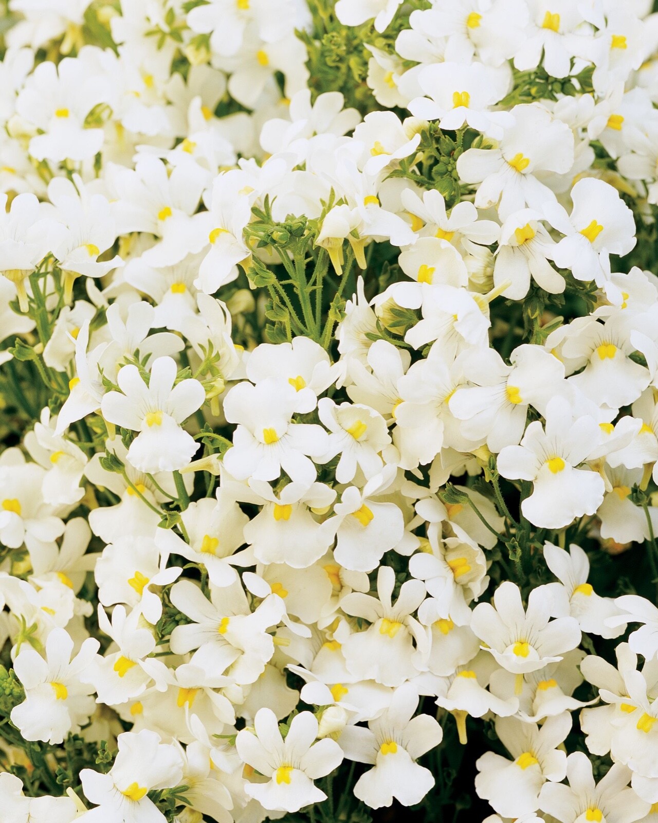 Nemesia Poetry Innocense White pkt of 150 Perennial (Cape Snapdragon)