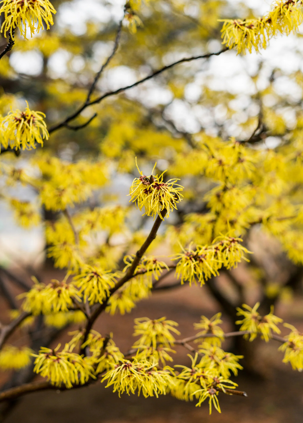 Witch-hazel (Hamamelis virginiana)