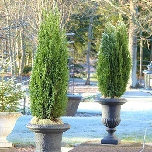 Spartan Juniper – Live Trees – Juniperus Chinensis – Evergreen Screening…