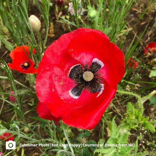 Poppies RED CORN Flanders Field Poppy Wildflower Heirloom USA Non-GMO 1500 Seeds