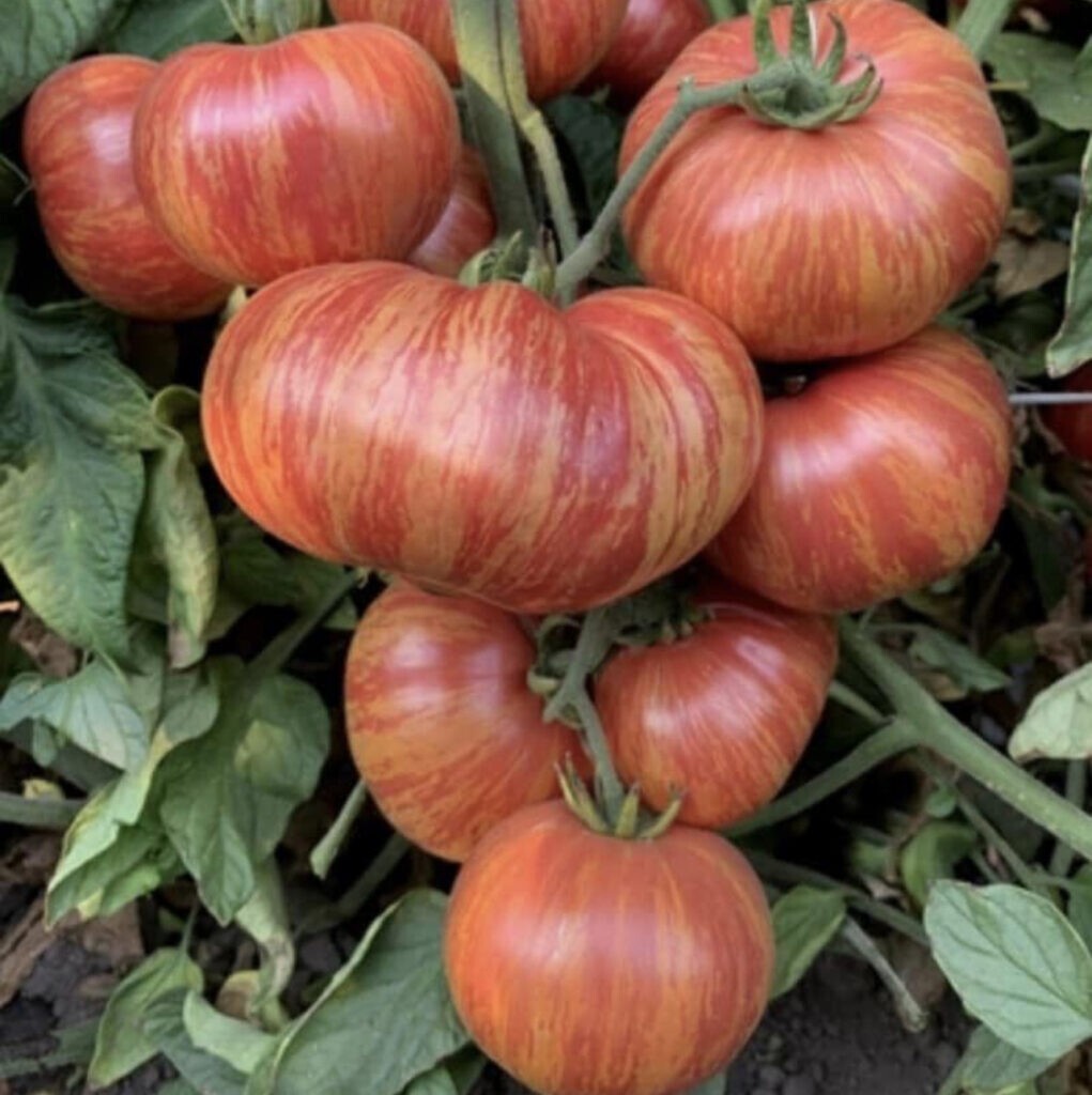 120+ Vintage Wine Striped Tomato Seeds – Beefsteak – Heirloom – HUGE 1 LB – RARE