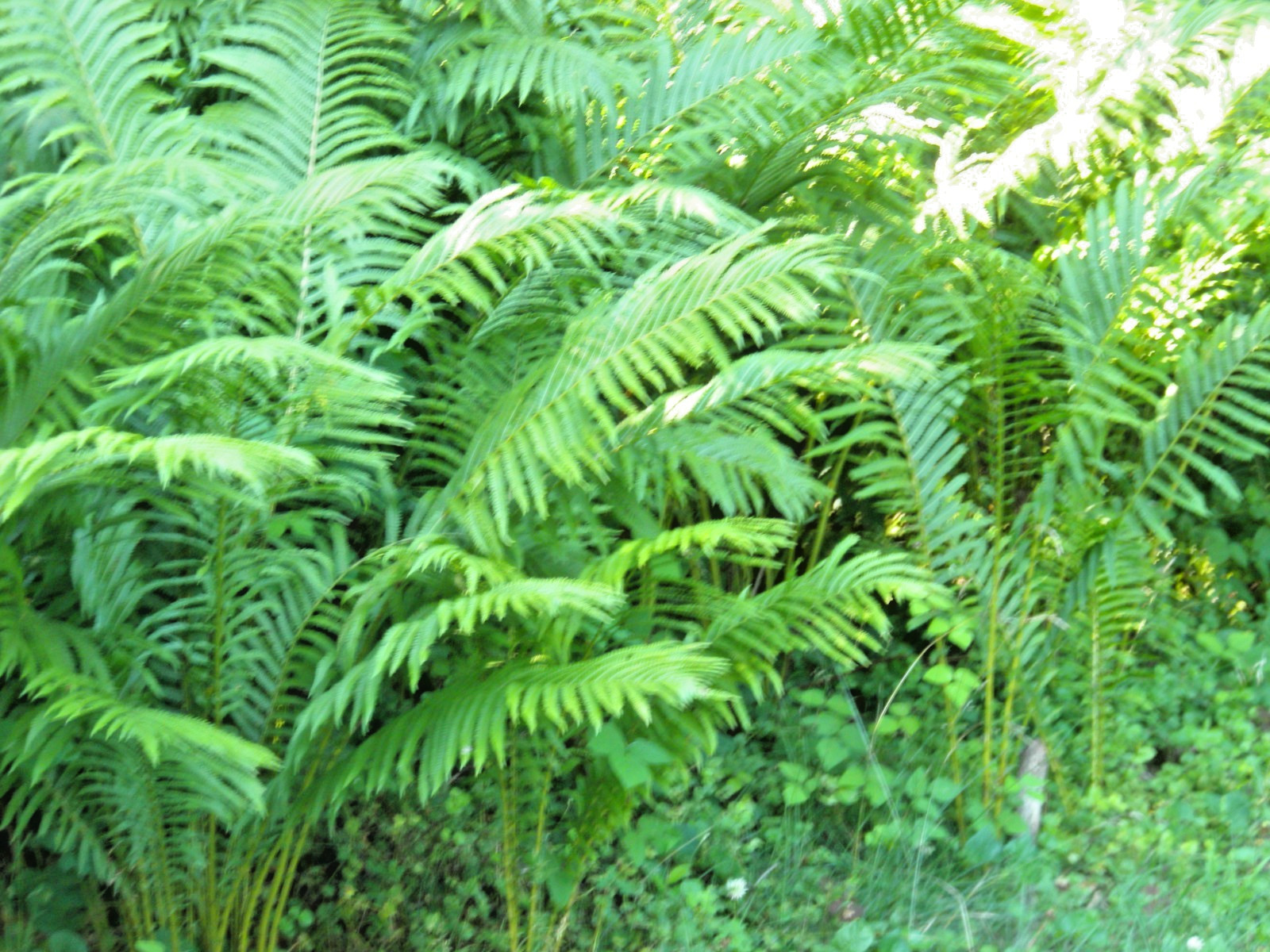 Ostrich (Cinnamon) Fern Crown Home Grown Woodland Bare Root Fern