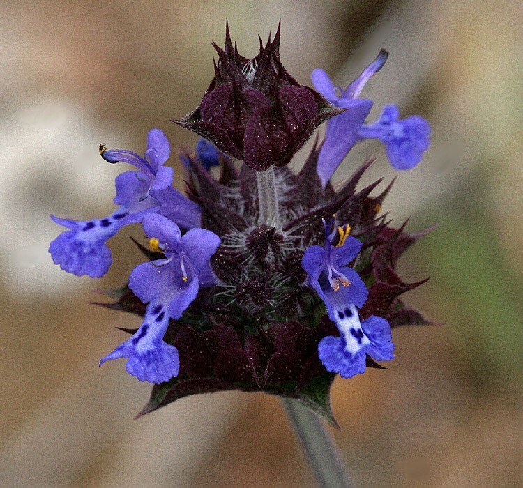300 salvia columbariae seeds roughly 95% germination rate .