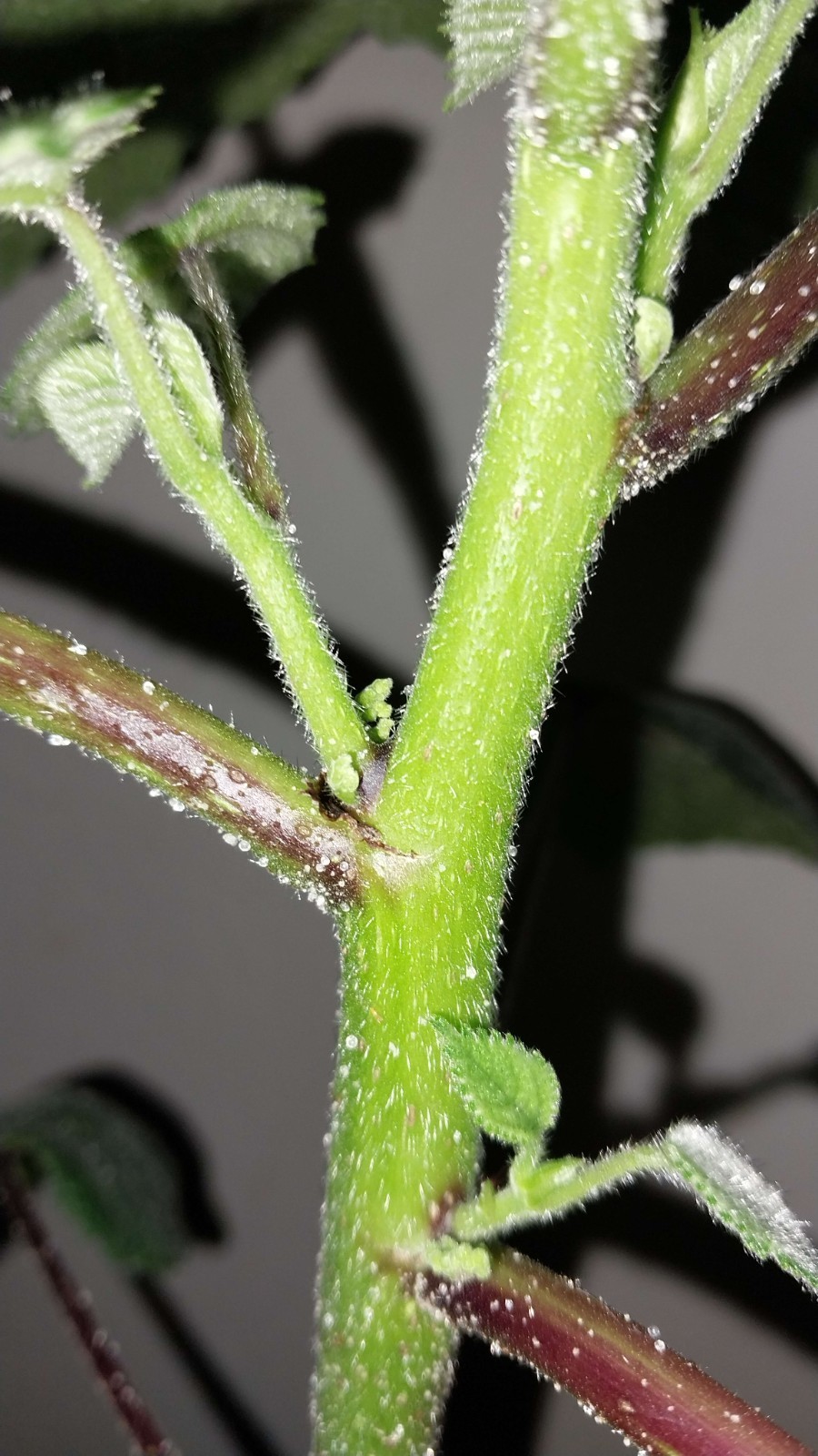 Gympie Gympie Live Plant! Most Painful Plant In The World! Mature Plant!