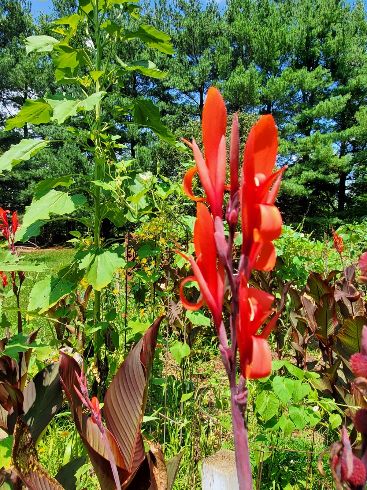 Canna Bulbs Red Flowers Tall Plants ONE Bronze Leaf Lily Rhizome