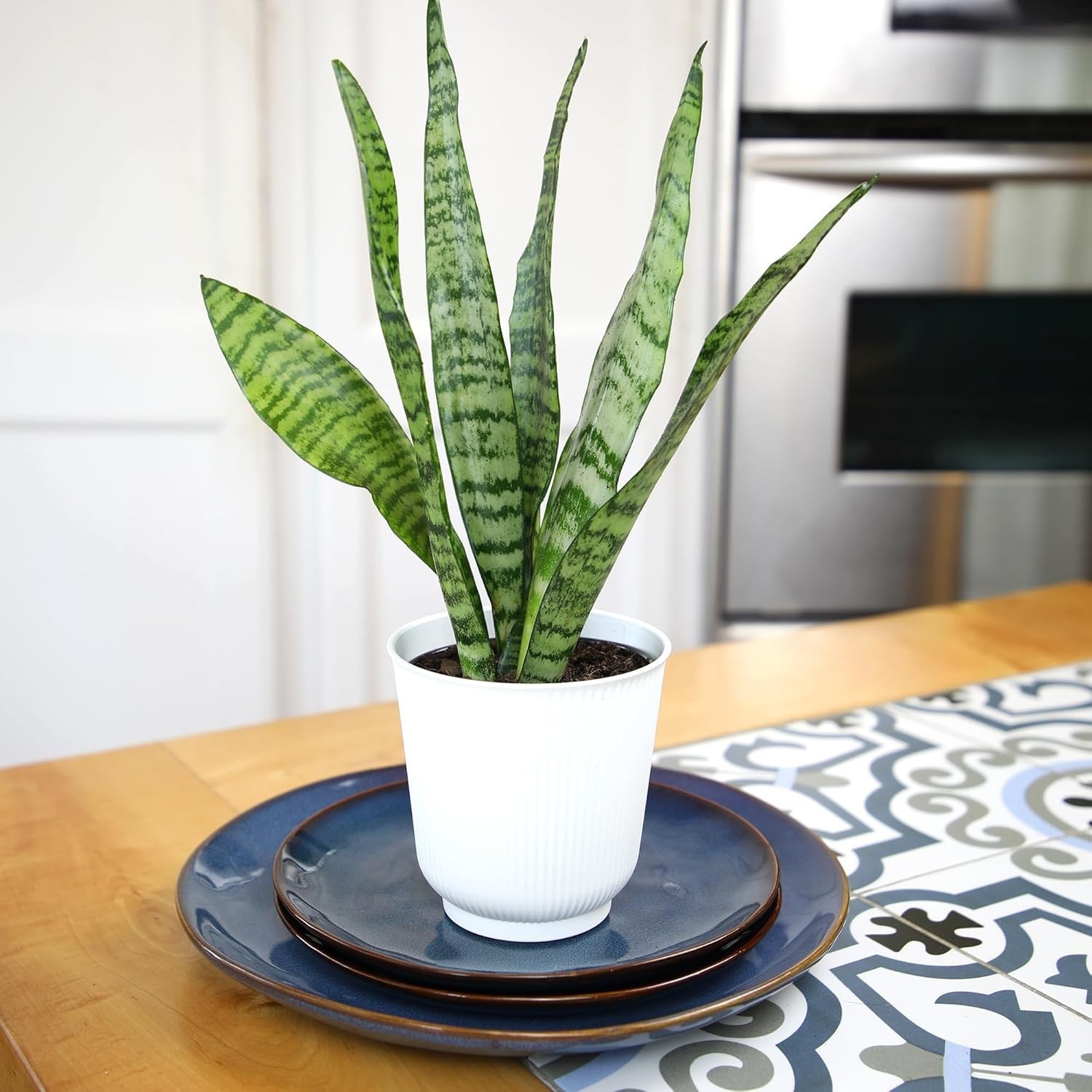 Live Snake Plant, Sansevieria Zeylanica, Indoor House Plant in Pot, Mother in…