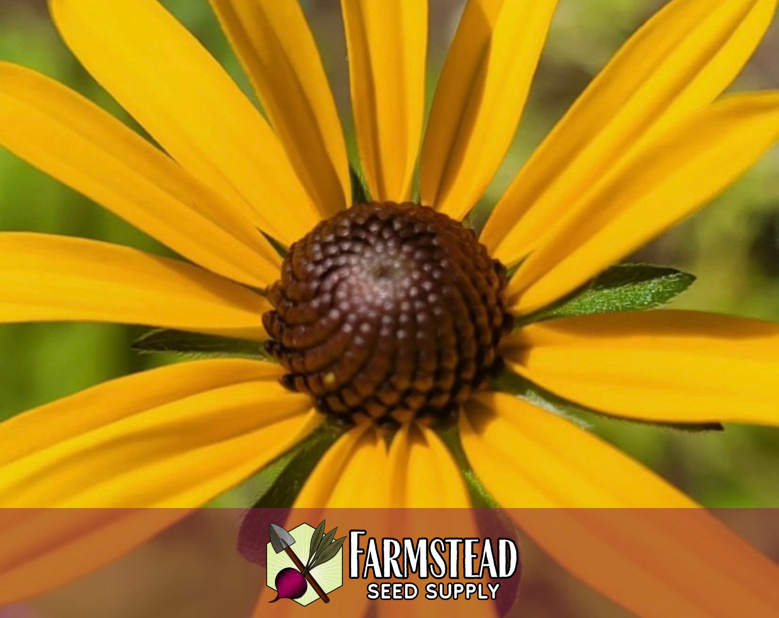 8,000+ Black Eyed Susan Seeds | Native Wildflower Gardening, Rudbeckia hirta