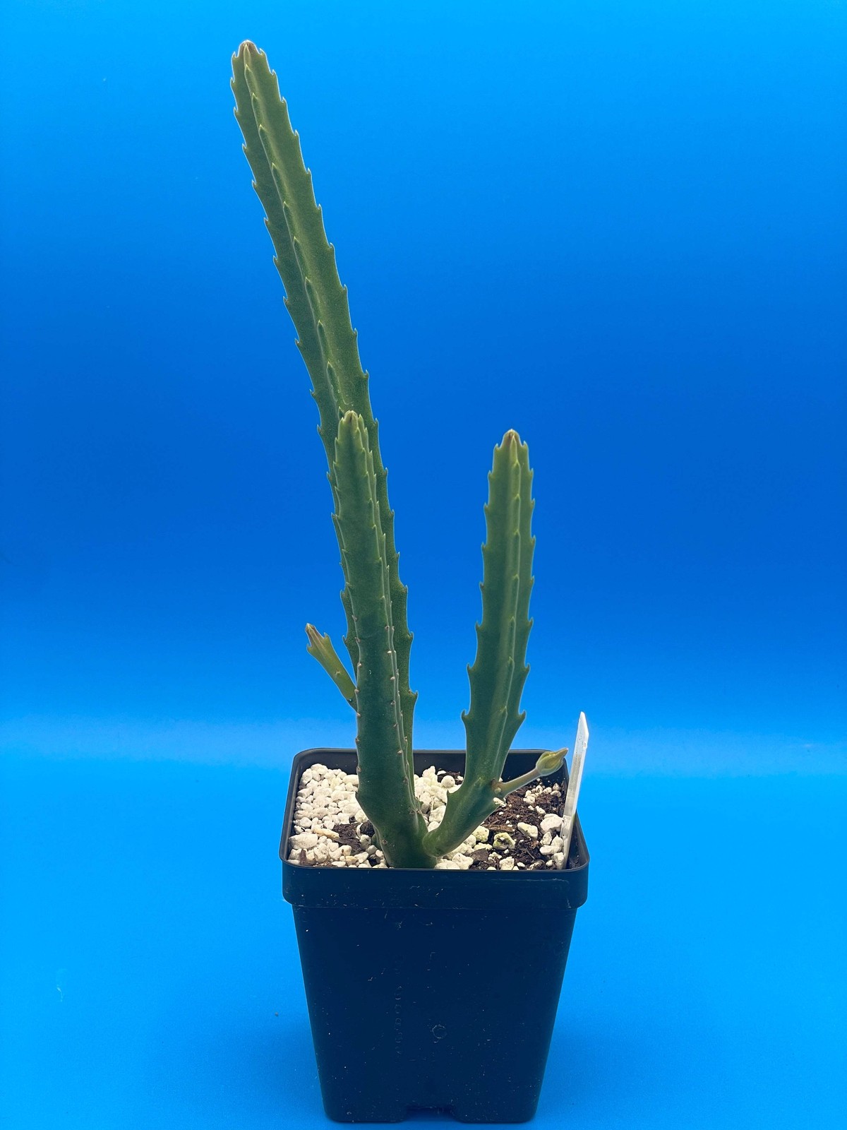 Stapelia Ambigua -Rooted in 3.5″ Pot- Starfish Cactus- But Those Flowers Though!