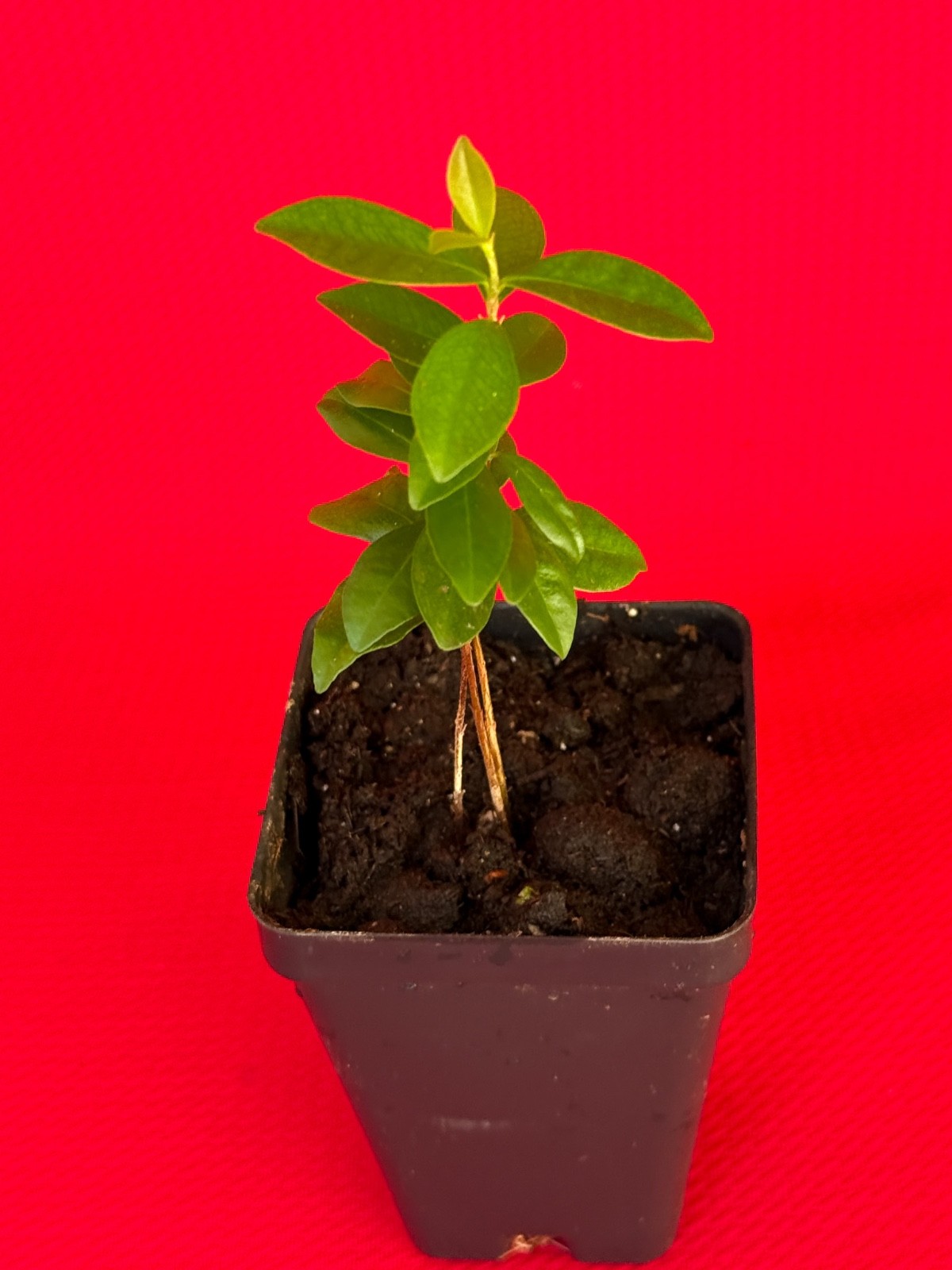 Dwarf Grumichama Eugenia Itaguehiensis Cherry Tropical Fruit Tree Starter plant