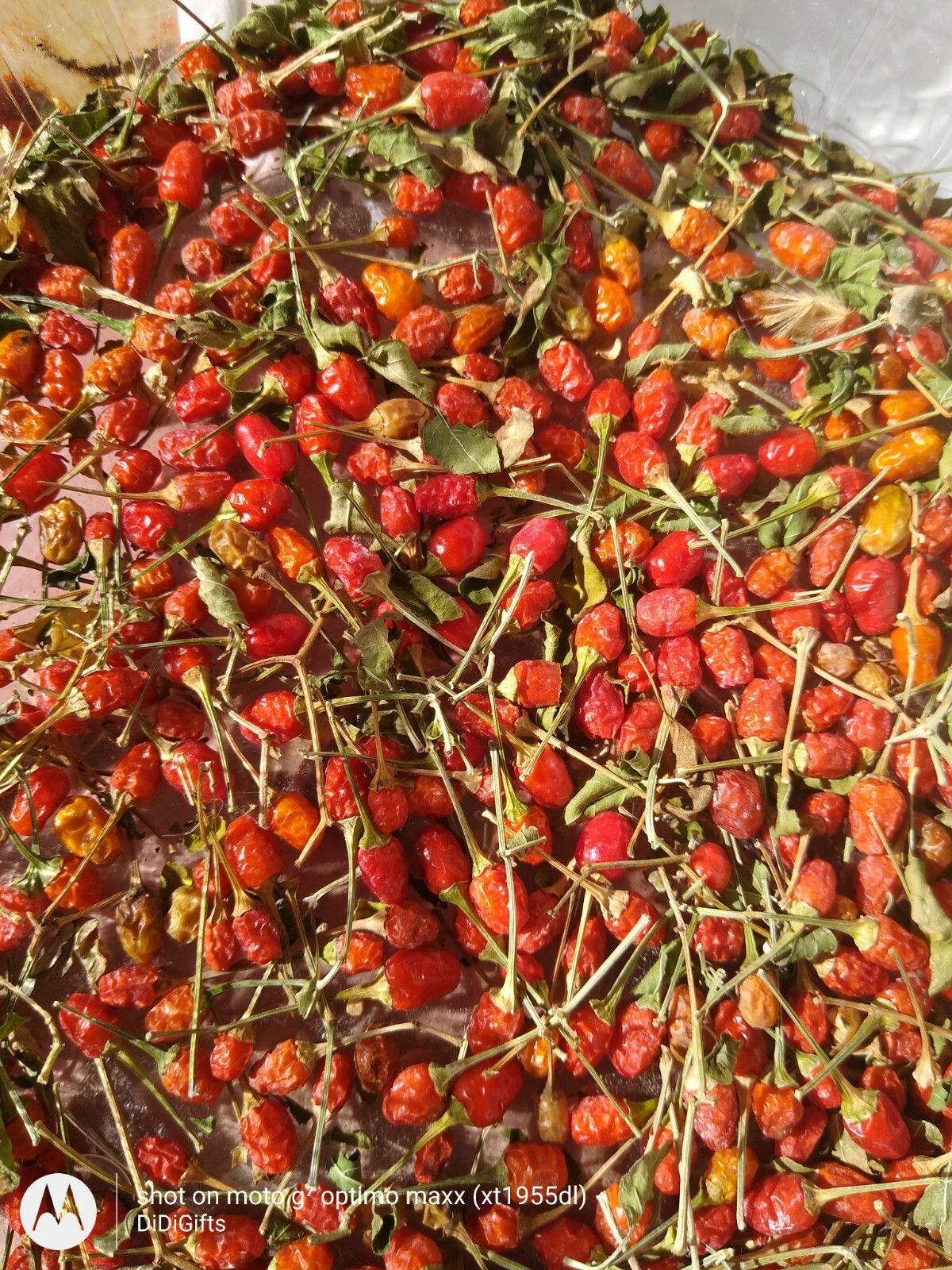 Chile Piquin Pepper Pequin Seeds Heirloom Chili Vegetable Seeds, Free Shipping.