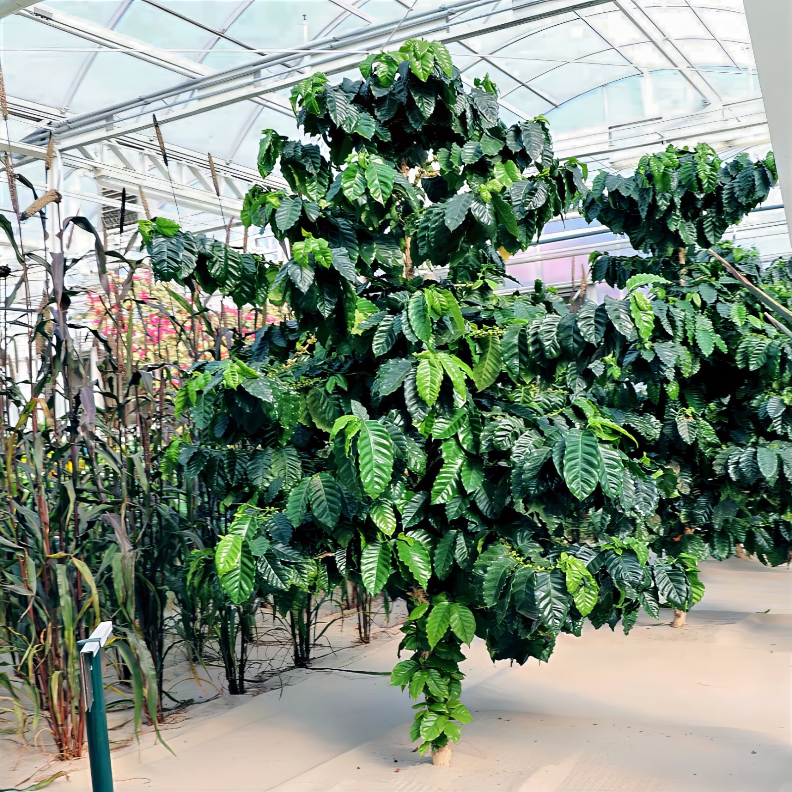 10 Coffea arabica Seeds Tropical EXOTIC Coffee Bean Indoor House Plant Tree RARE