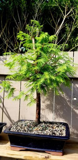Bald Cypress Tree ( Taxodium ) – Live Plant – ( 1 QT )