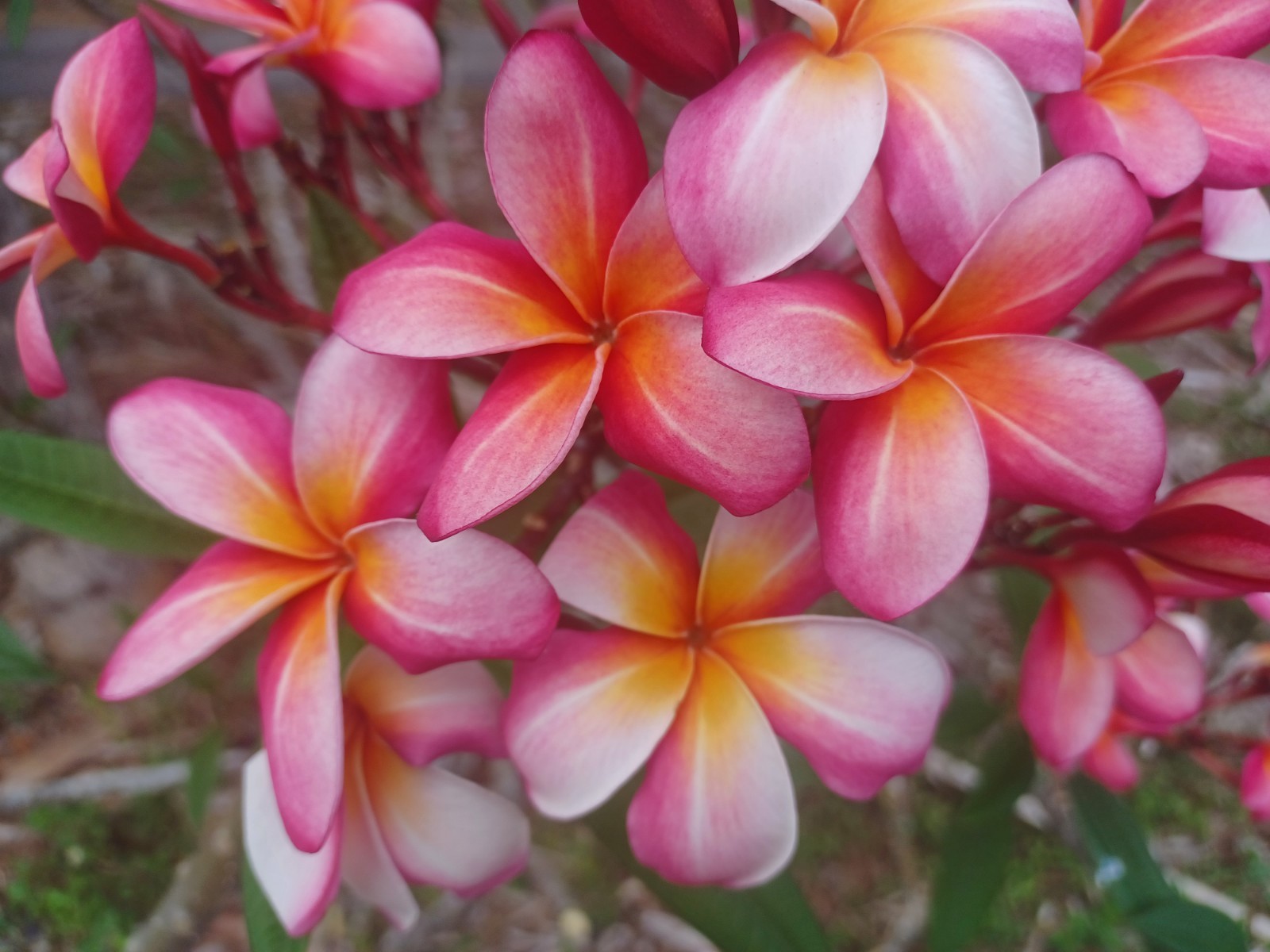 Mystery Plumeria Cuttings 8-10″ single tip