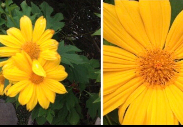 10 CUTTINGS Tithonia Diversifolia, Bolivian / Mexican Sunflower, Butterfly Plant