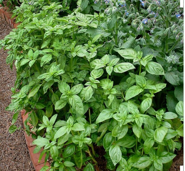 1000 Basil- Genovese Seeds-Open Pollinated-NON GMO.