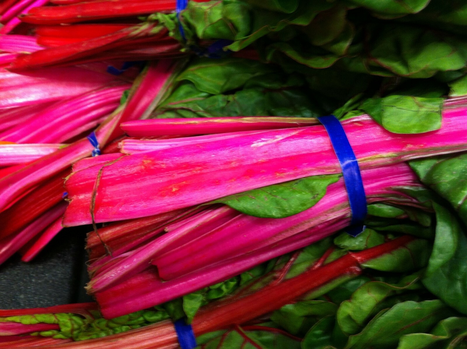 Pink Lipstick Swiss Chard Seeds, NON-GMO, Colorful Salad, Variety Sizes Sold