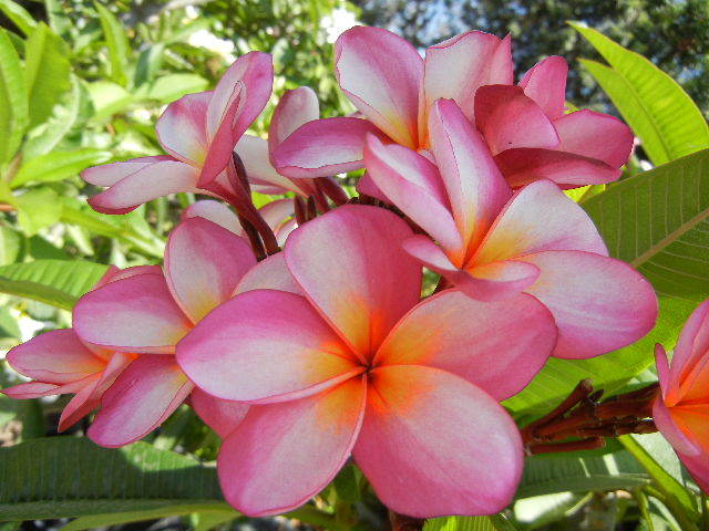 Plumeria Cutting (Cotton Candy) 17″-19″ with multi tip
