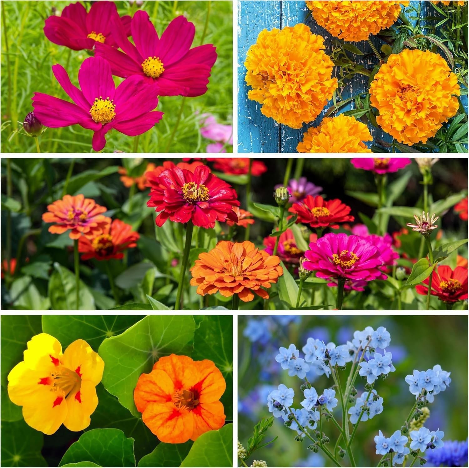 Seed Needs Hummingbird and Butterfly Wildflower Mixture NO FILLER – 1 LB
